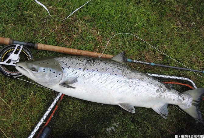 A fresh 96 cm salmon A fresh 96 cm salmon