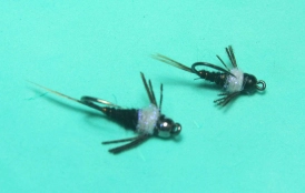 OSA Nymphs OSA Nymphs