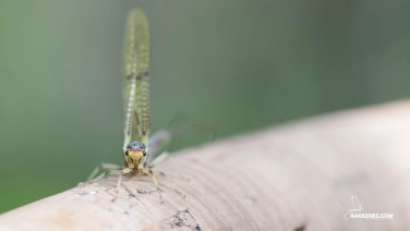 Ephemera danica Ephemera danica