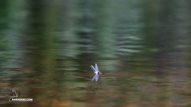 Ephemera danica Ephemera danica