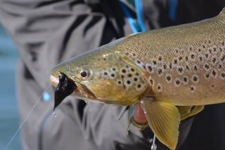 Brown on a streamer Brown on a streamer