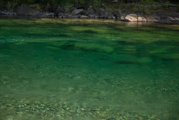 Green Pool - see the fish? Green Pool - see the fish?