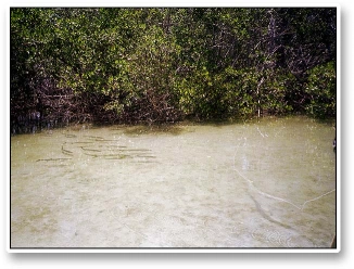 Baby tarpon Baby tarpon