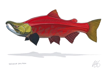 Sockeye Sockeye