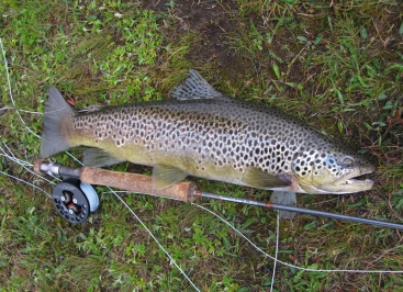Yet another cracking brownie from the north. Yet another cracking brownie from the north.