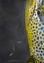 Beautiful flank Beautiful flank