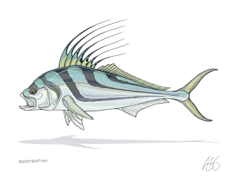 Roosterfish Roosterfish