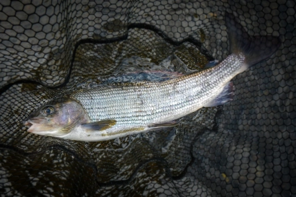 The result The result