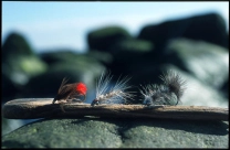 Three true classics Three true classics