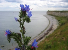 View with flower View with flower