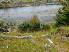 The streams The streams