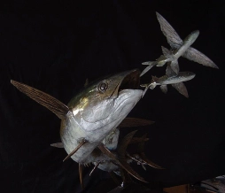 Escaping flying fish Escaping flying fish