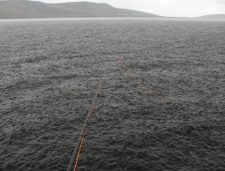 Dogs and cats Dogs and cats