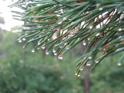 After the rain After the rain