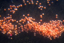Salmon eggs Salmon eggs