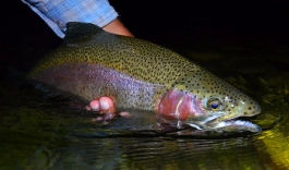 Warm summer nights Warm summer nights