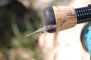 A ghosty shrimp A ghosty shrimp