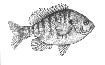 Bluegill Bluegill