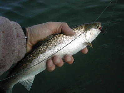 A small sea trout A small sea trout