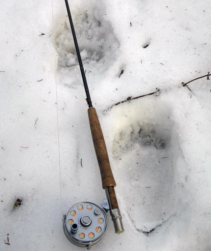 Bear trail by the river Bear trail by the river