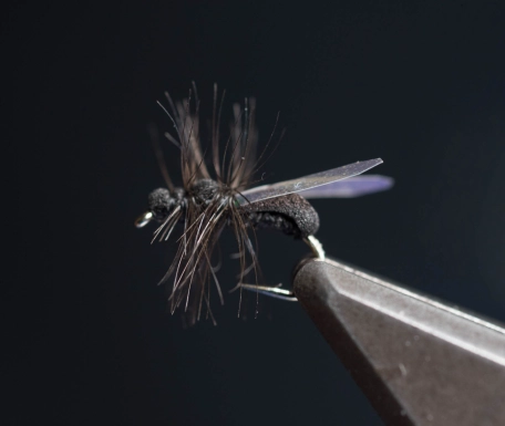 Ant fly Ant fly