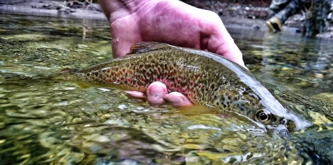 Releasing a brown trout Releasing a brown trout