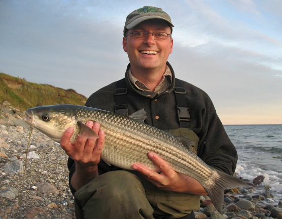Mullets and cows! - image Mullets and cows! - image