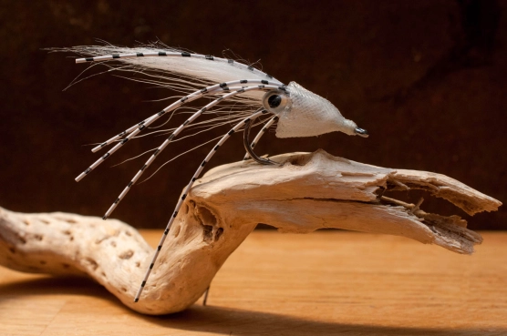 Craft Beer Squid Craft Beer Squid