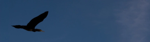 Flying Fisher Flying Fisher