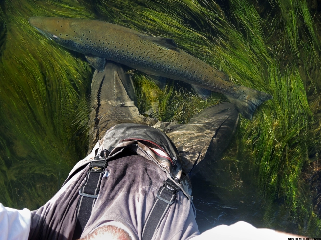 Releasing a 112 cm salmon Releasing a 112 cm salmon