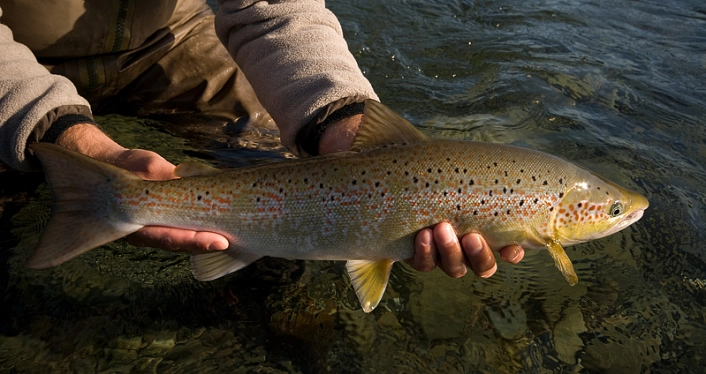 Red, gold, bronze, black, beautiful Red, gold, bronze, black, beautiful