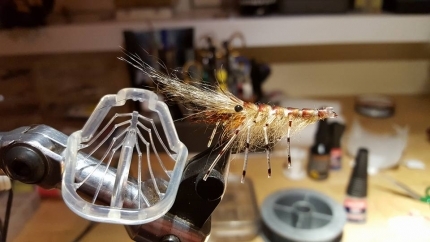 Shrimp legs on a fly Shrimp legs on a fly