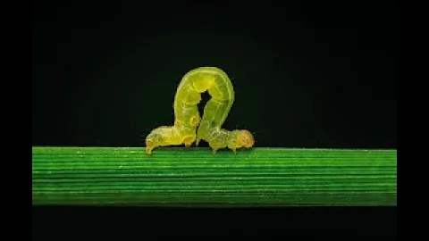 Video thumb for Inch Worm Caterpillar