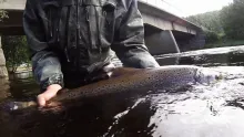 Video thumb for Salmon