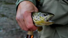 Video thumb for Pennsylvania Fly Fishing