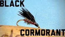 Video thumb for Black Cormorant