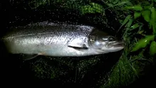 Video thumb for Sea Trout Fishing Ireland Part 2