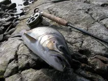 User submitted picture: Stoned trout