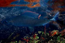 User submitted picture: "Beauty"