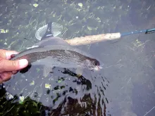 User submitted picture: Grayling C&R