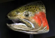 User submitted picture: Basswood carved Steelhead...