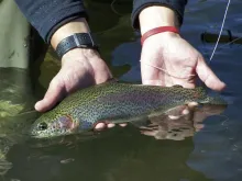 User submitted picture: Caleufu River,Patagonia A...