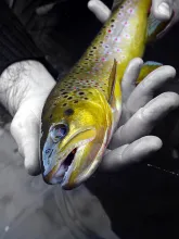 User submitted picture: Pure Gold. A beautiful br...