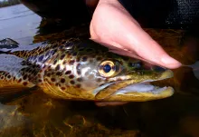 User submitted picture: Mask brown trout