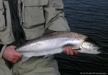 User submitted picture: seatrout by Strejka, Fyn ...