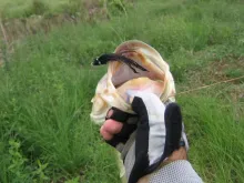 User submitted picture:  brazilian largemouth bas...