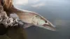 Video thumb for Diaries Of A Musky Addict