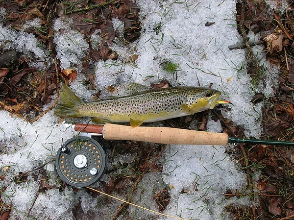 User submitted picture: A Wild Brown at Winters R...