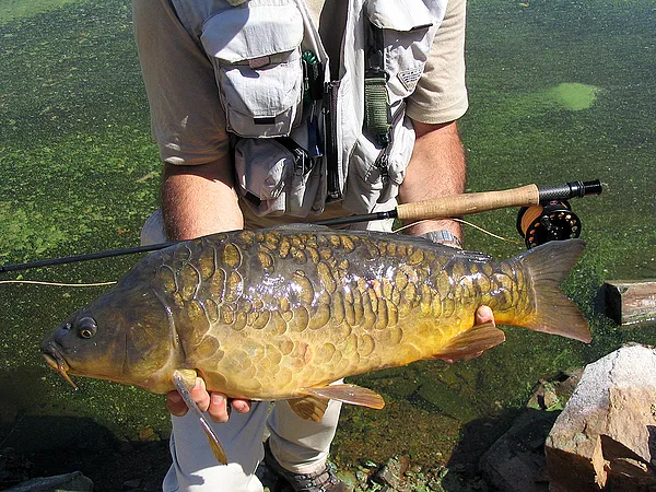 User submitted picture: Mirror carp 3-weight line...